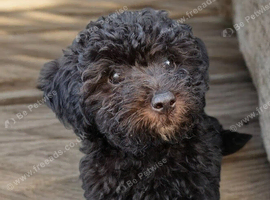 Miniature poodle X terrier poodle puppies