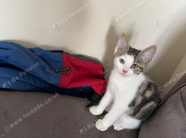 Kitten