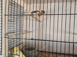 Consort Canaries