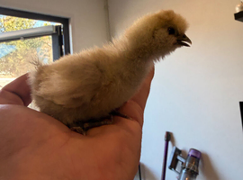 Silkie chicks 1-13 weeks old