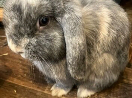 Female mini lop