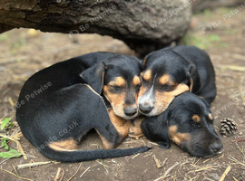 Dobermann x Lurcher puppies for sale