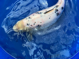 Bekko koi