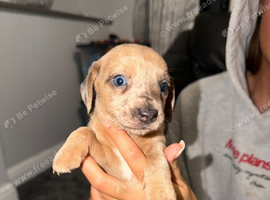 Mini dachshund