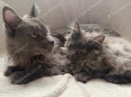 Maine Coon Girl.