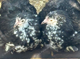 Black mottled pekin pullets 24 weeks old can throw a cockerel in