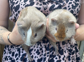 Baby guinea pigs ready now