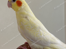 Beautiful young cockatiels looking for loving homes