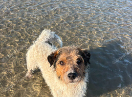 Sad rehome jack russell girl