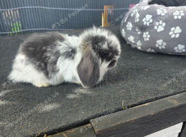 Mini lops
