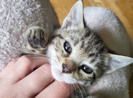 2 beautiful kittens looking for forever home