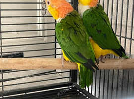 Yellow Thai caiques