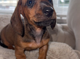 Miniture dachshunds