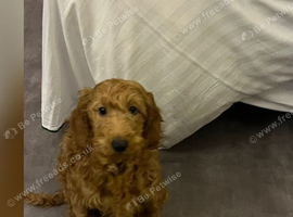 Gorgeous, Loving Female Cockapoo Looking for Her Forever Active Family