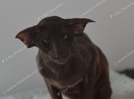 Adult Havana Boy Is looking for best home