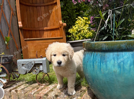 Beautiful boy looking for forever home