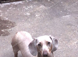Isabelle and tan  dachshund stud