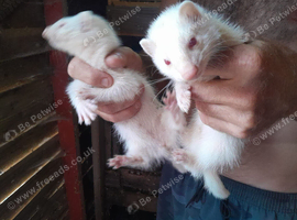 Albino ferrets for sale