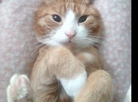 White cat and ginger cat