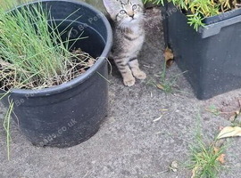 looking for new home