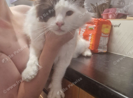 Gorgeous male ragdoll