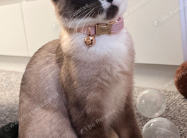 Siamese female 11months old