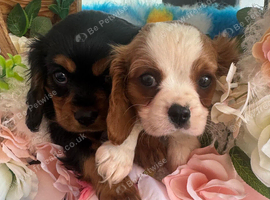 Cavalier puppies