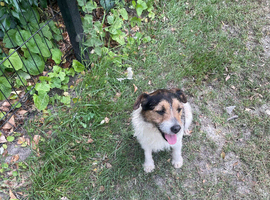 Lovely jack russell dog for sale 4 year old