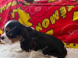 Cavalier King Charles