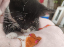 10 week old kittens for Rehoming