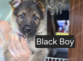 German Shepherd puppies