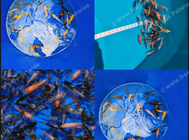 Koi for sale
