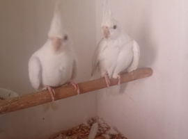 Pair of  albino white cockatiels