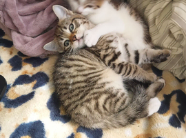 2 little kitten looking for good home