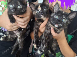 READY NOW..3 FEMALE KITTENS LEFT.