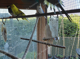 Young budgies for sale