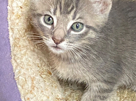 Farm reared kittens ready now