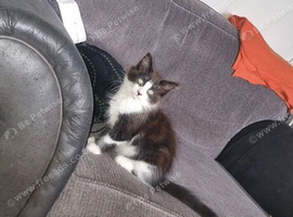 Kitten
