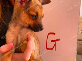 Girl left Jack Russell cross Pomeranian