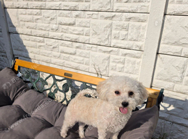 Poochon for sale