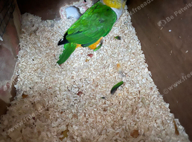 A pair of Caiques&mdash;specifically the Black-headed variety&mdash;proven for breeding.