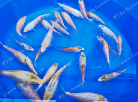 Japanese koi fish Doitsu mix red 4-7 inch