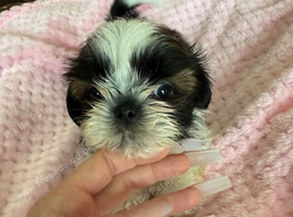 Shih tzu male puppy