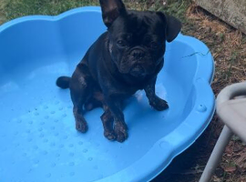 French Bulldog Frenchie for Stud