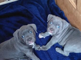 Blue staffy pups