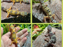 Cb26 baby leopard geckos WOW AMAZING