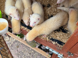 Ferret kits for sale