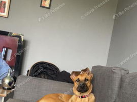 Willow looking for her forever home