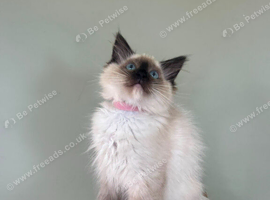 Beautiful Ragdoll Kittens READY NOW!