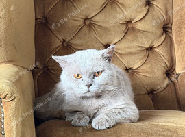 Lilac British Shorthair Stud Service &ndash; TICA Registered